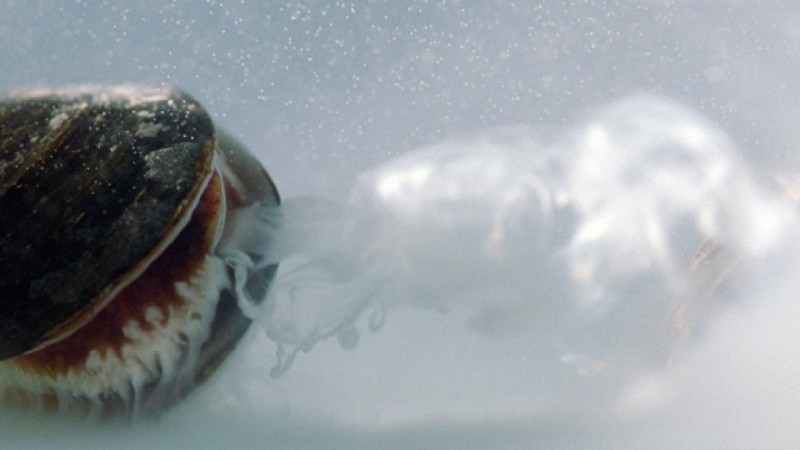 Mussels_in_Love_LAmour_des_Moules